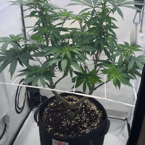 STELLA x Godfather OG growlog timeline photo