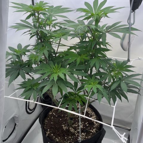 STELLA x Godfather OG growlog timeline photo