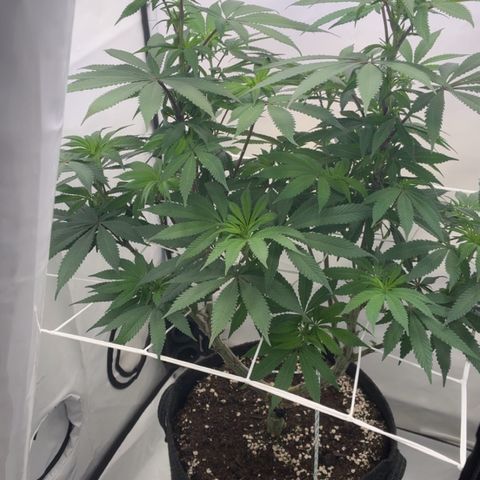 STELLA x Godfather OG growlog timeline photo
