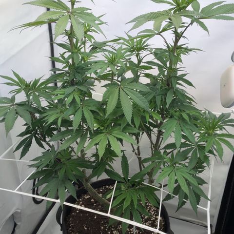 STELLA x Godfather OG growlog timeline photo