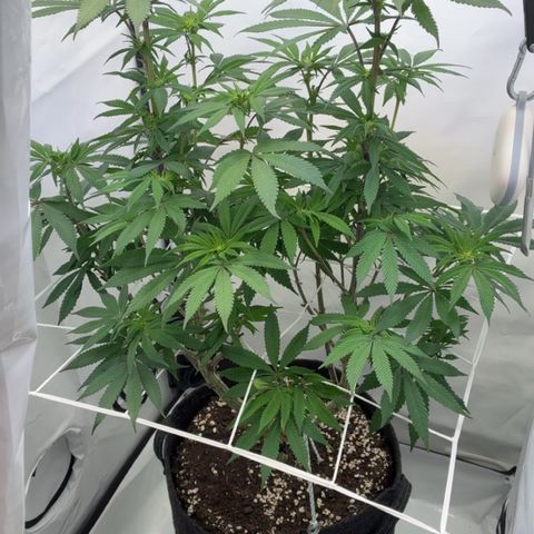 STELLA x Godfather OG growlog timeline photo
