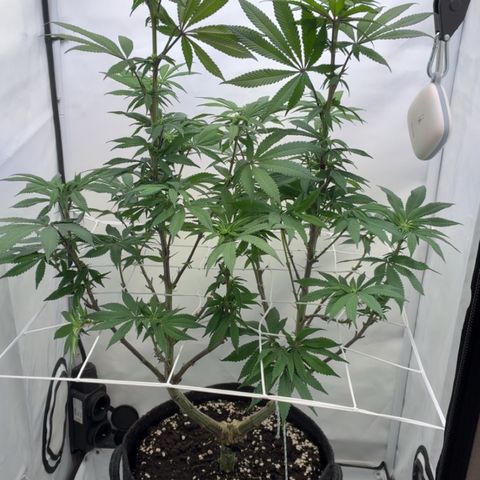 STELLA x Godfather OG growlog timeline photo