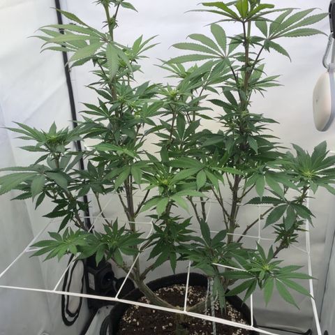 STELLA x Godfather OG growlog timeline photo