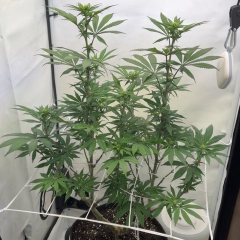 STELLA x Godfather OG growlog timeline photo