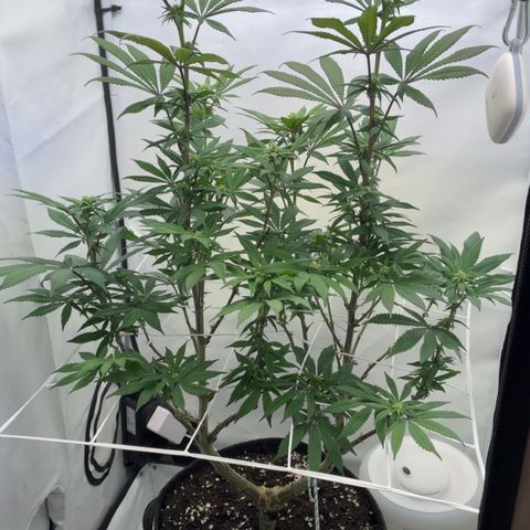 STELLA x Godfather OG growlog timeline photo