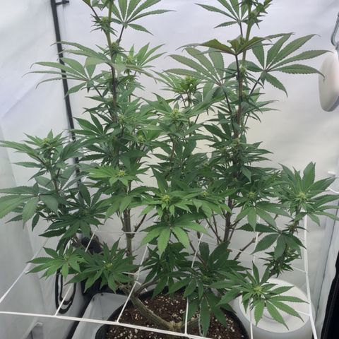 STELLA x Godfather OG growlog timeline photo