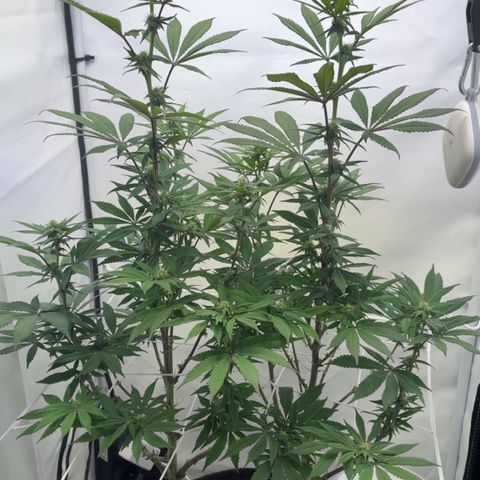 STELLA x Godfather OG growlog timeline photo