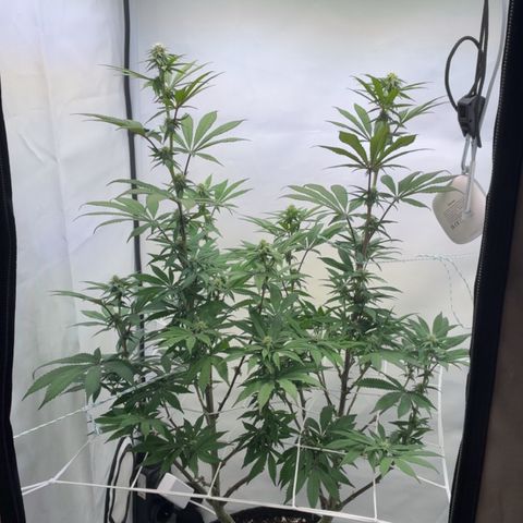 STELLA x Godfather OG growlog timeline photo