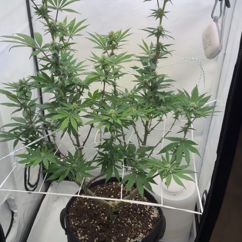 STELLA x Godfather OG growlog timeline photo