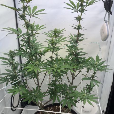 STELLA x Godfather OG growlog timeline photo