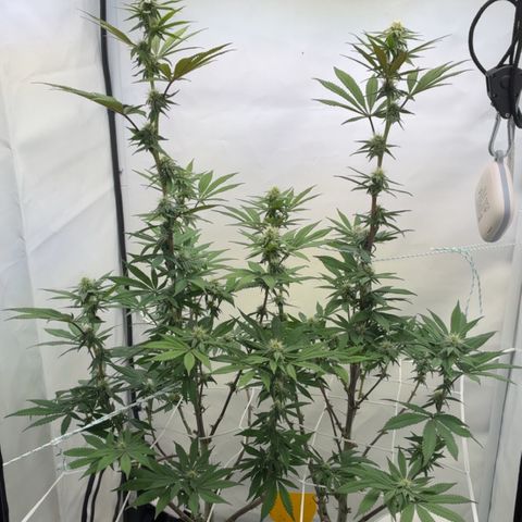 STELLA x Godfather OG growlog timeline photo