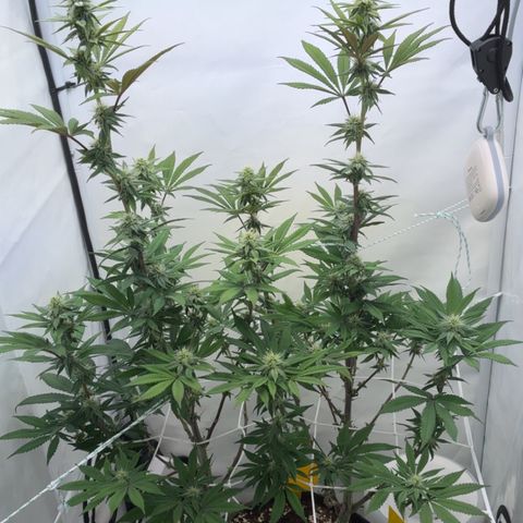 STELLA x Godfather OG growlog timeline photo