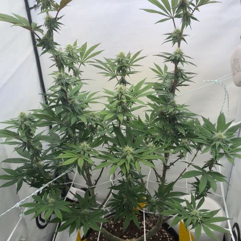 STELLA x Godfather OG growlog timeline photo