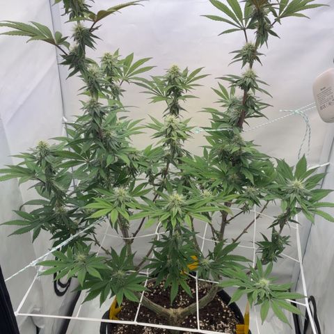 STELLA x Godfather OG growlog timeline photo