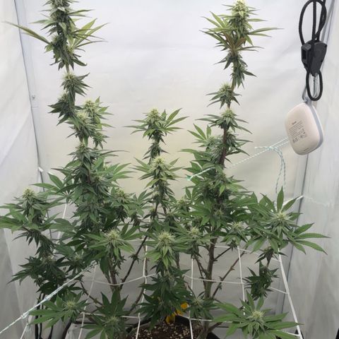 STELLA x Godfather OG growlog timeline photo