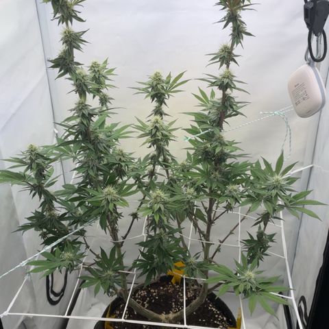 STELLA x Godfather OG growlog timeline photo
