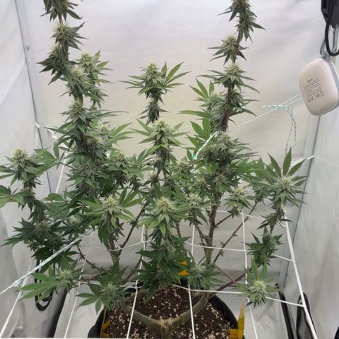 STELLA x Godfather OG growlog timeline photo