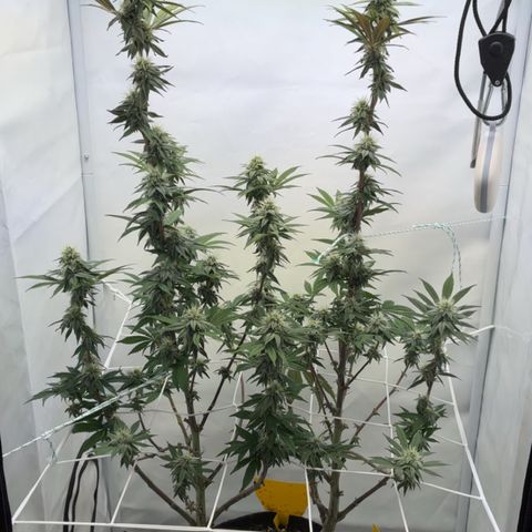 STELLA x Godfather OG growlog timeline photo