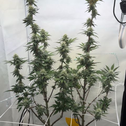 STELLA x Godfather OG growlog timeline photo