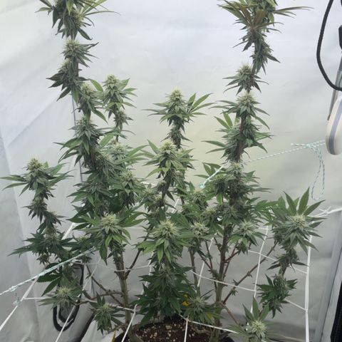 STELLA x Godfather OG growlog timeline photo