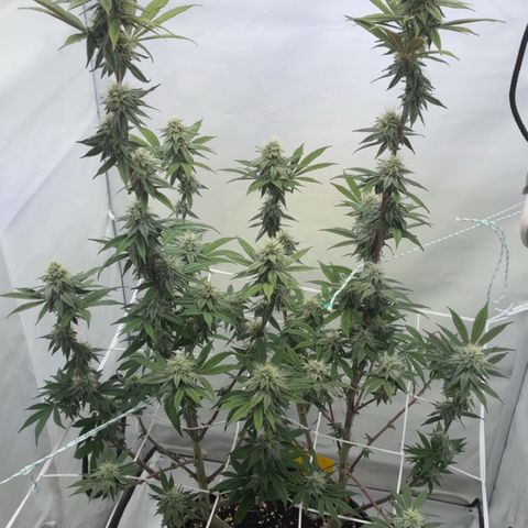 STELLA x Godfather OG growlog timeline photo