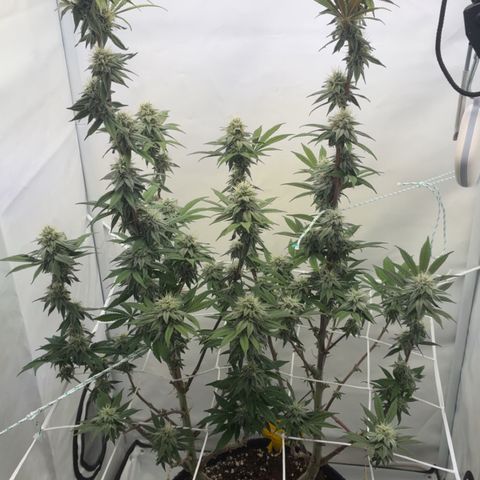 STELLA x Godfather OG growlog timeline photo