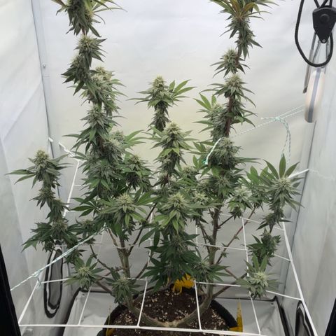 STELLA x Godfather OG growlog timeline photo