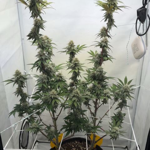 STELLA x Godfather OG growlog timeline photo