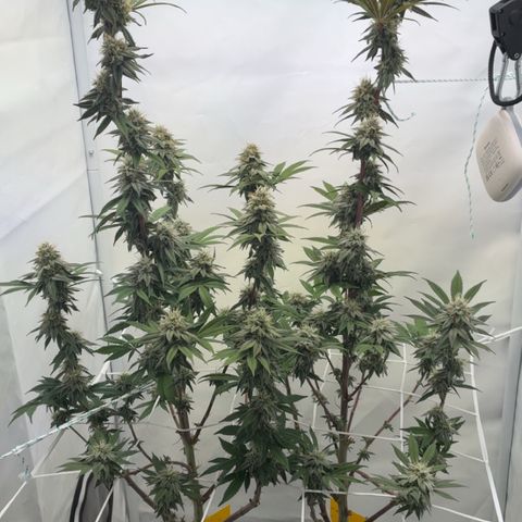 STELLA x Godfather OG growlog timeline photo