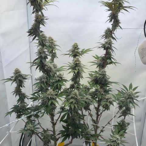 STELLA x Godfather OG growlog timeline photo