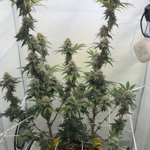 STELLA x Godfather OG growlog timeline photo