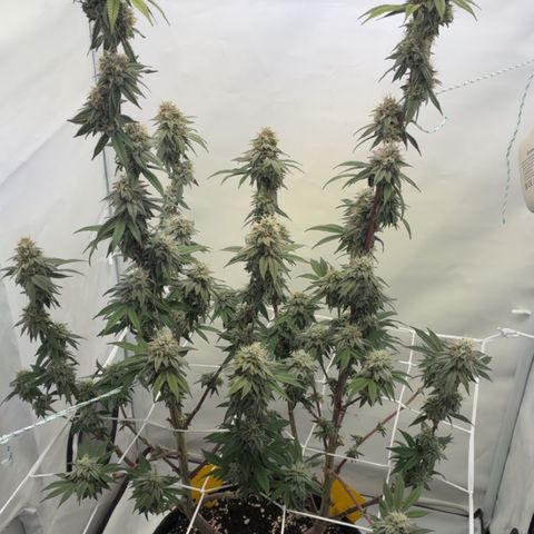 STELLA x Godfather OG growlog timeline photo