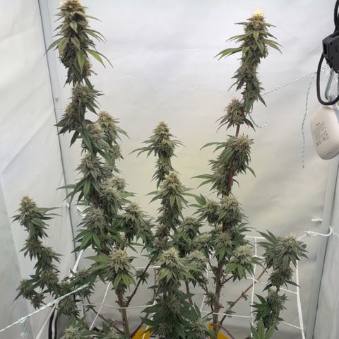 STELLA x Godfather OG growlog timeline photo