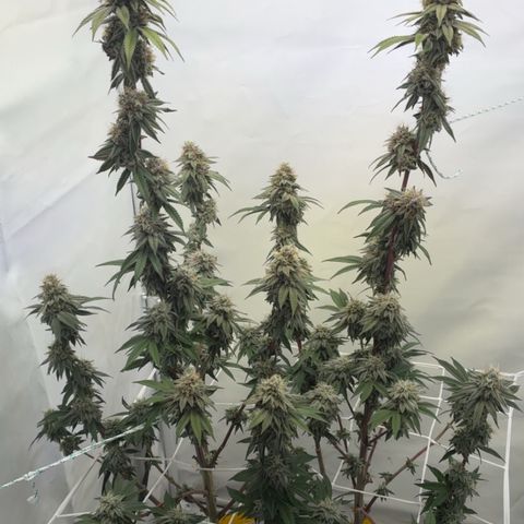 STELLA x Godfather OG growlog timeline photo