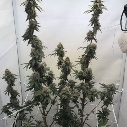 STELLA x Godfather OG growlog timeline photo