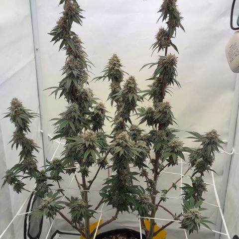 STELLA x Godfather OG growlog timeline photo