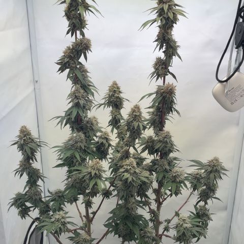 STELLA x Godfather OG growlog timeline photo