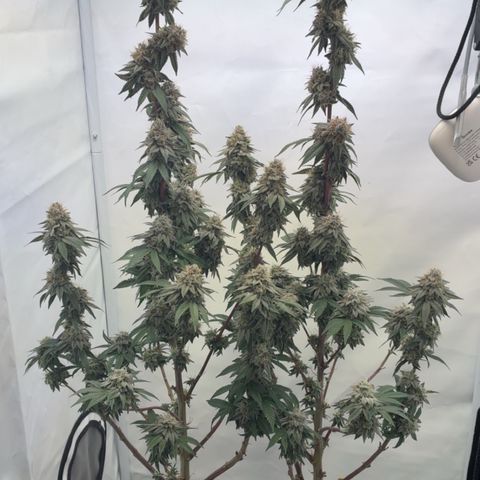 STELLA x Godfather OG growlog timeline photo