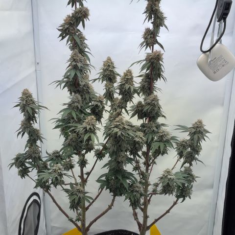 STELLA x Godfather OG growlog timeline photo