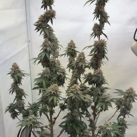STELLA x Godfather OG growlog timeline photo