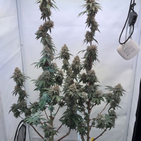 STELLA x Godfather OG growlog timeline photo