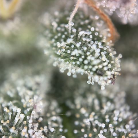STELLA x Godfather OG growlog timeline photo