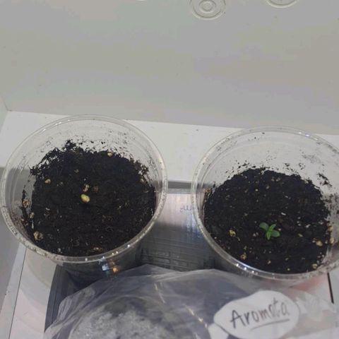 Wilma en carmen growlog photo: 1ste week 