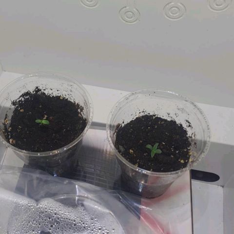 Wilma en carmen growlog photo: 1ste week 