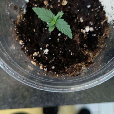 Wilma en carmen growlog photo: 1ste week 