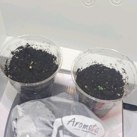 Wilma en carmen growlog photo: 1ste week 