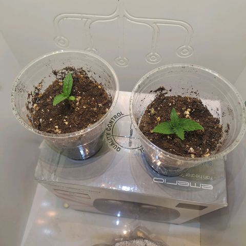 Wilma en carmen growlog photo: 1ste week 