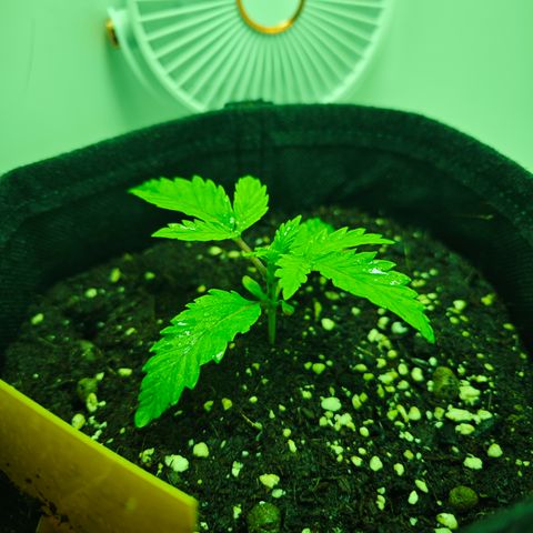 Watermelon OG RQS growlog timeline photo