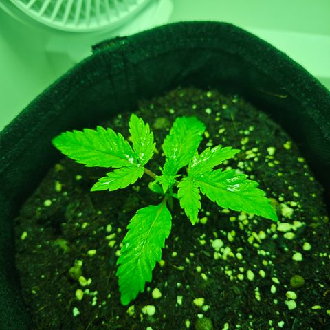 Watermelon OG RQS growlog timeline photo