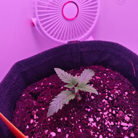 Watermelon OG RQS growlog timeline photo